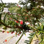 一位一刀彫の伝統 | 津田彫刻 －飛騨高山・一位一刀彫－